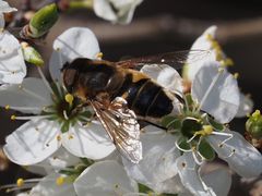 Eristalis similis