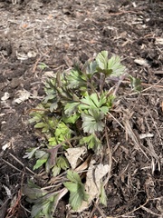 Anemonoides sylvestris