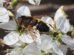 Eristalis similis