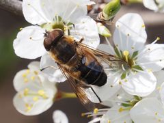 Eristalis similis