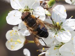 Eristalis similis