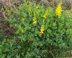 Baptisia sphaerocarpa