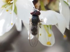 Platycheirus ambiguus