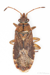 Orsillus depressus
