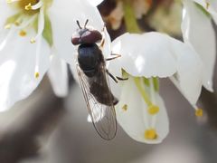 Platycheirus ambiguus