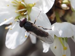 Platycheirus ambiguus