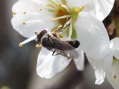 Platycheirus ambiguus