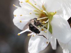 Platycheirus ambiguus