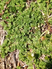 Alchemilla australis