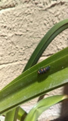 Coccinellidae
