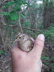 Ammodramus savannarum