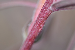 Castilleja subinclusa subinclusa