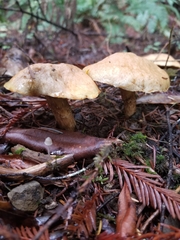 Suillus ponderosus