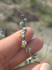 Monnina dictyocarpa