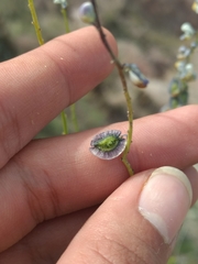 Monnina dictyocarpa