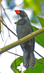 Slate-Colored Grosbeak photo 4