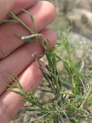 Monnina dictyocarpa