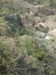 Monnina dictyocarpa