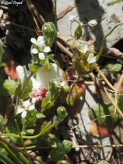 Arabis aucheri