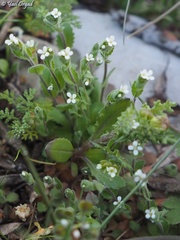 Arabis aucheri
