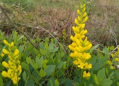 Baptisia sphaerocarpa