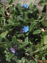 Buglossoides incrassata