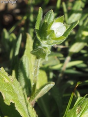 Cerastium dichotomum