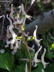 Corydalis triternata