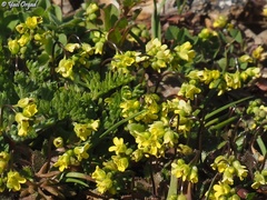 Draba nuda