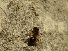 Eristalis tenax