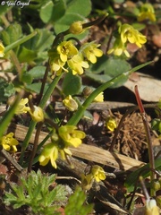 Draba nuda