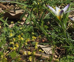 Romulea nivalis
