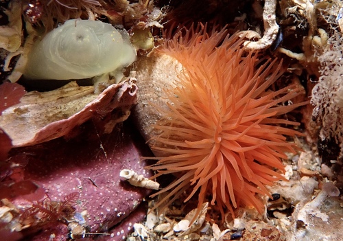 Limaria hians (Gmelin, 1791)