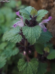 Lamium garganicum