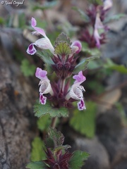 Lamium garganicum