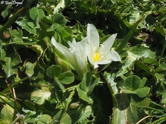 Ornithogalum lanceolatum