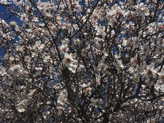 Prunus korschinskii