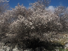 Prunus korschinskii