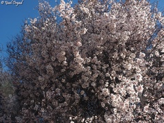 Prunus korschinskii