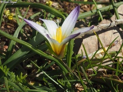Romulea nivalis