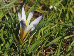 Romulea nivalis