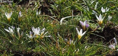 Romulea nivalis