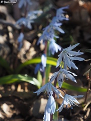 Scilla libanotica