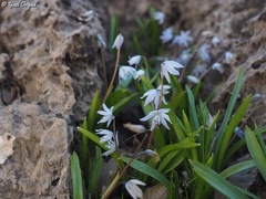 Scilla libanotica