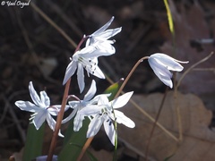 Scilla libanotica