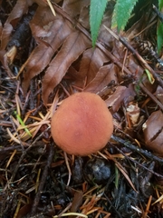 Lactarius subflammeus
