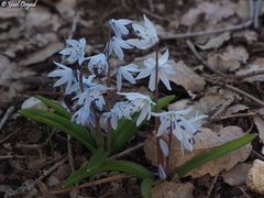 Scilla libanotica