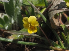Viola modesta