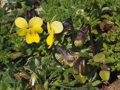 Viola modesta
