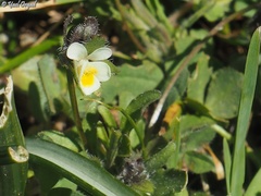 Viola parvula